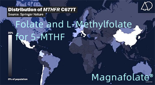 5-MTHF साठी फोलेट आणि एल-मेथिलफोलेट