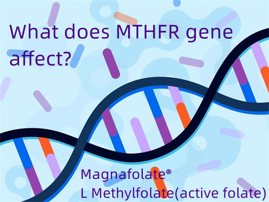 MTHFR जनुकावर काय परिणाम होतो?