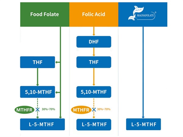 L-5-Methyltetrahydrofolate कॅल्शियम संकल्पना आणि L-5-Methyltetrahydrofolate कॅल्शियम उत्पादन पुरवठादार