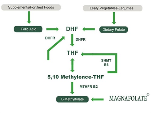 L-5-Methyltetrahydrofolate कॅल्शियमचा वापर