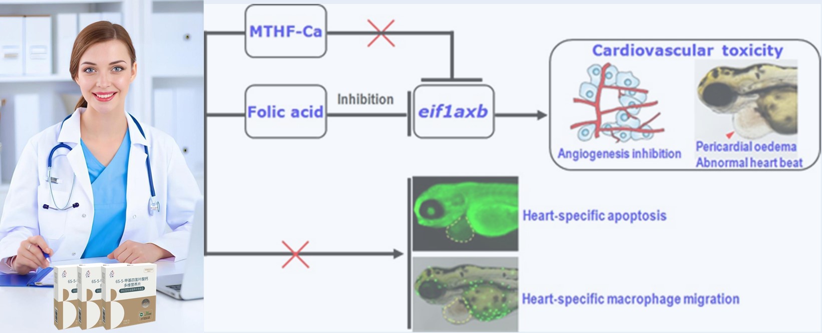 साहित्य पुनरावलोकन | उच्च-डोस सिंथेटिक फोलिक acid सिड लवकर गर्भास हृदयाचा धोका असू शकतो; 6 एस -5-मेथिलटेट्राहायड्रोफोलेट-कॅल्कियम अधिक सुरक्षित सिद्ध करते