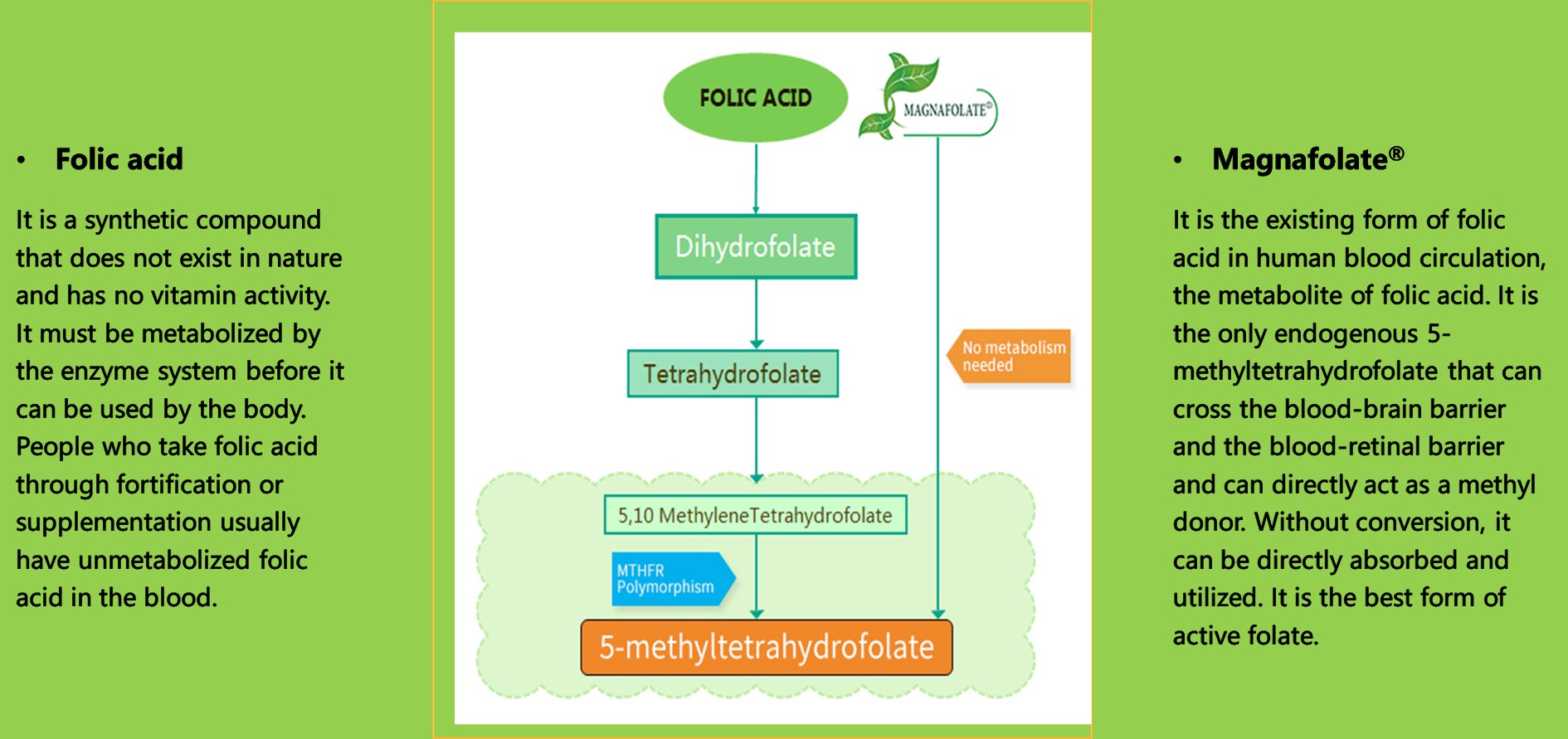 गर्भधारणेदरम्यान फोलेट पूरकतेचे नुकसान टाळा: सिंथेटिक फॉलिक acid सिडच्या उच्च डोसमुळे लपविलेले जोखीम उद्भवू शकते, नॅचरलायझेशन फोलेट (मॅग्नाफोलेट) सुरक्षित आहे
